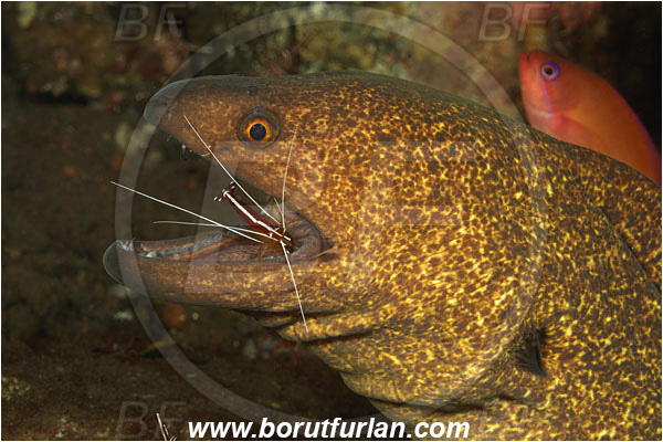 Tulamben, Bali, Indonesia, Gymnothorax flavimarginatus, Gymnothorax, Muraenidae, Yellowmargin Moray, Yellow-edged Moray, Moray, Fish, Portrait, Lysmata amboinensis, Lysmata, Lysmatidae, Decapoda, Scarlet Skunk Cleaner Shrimp, Skunk Cleaner Shrimp, Shrimp, Crustacea, Crustacean, Cleaning