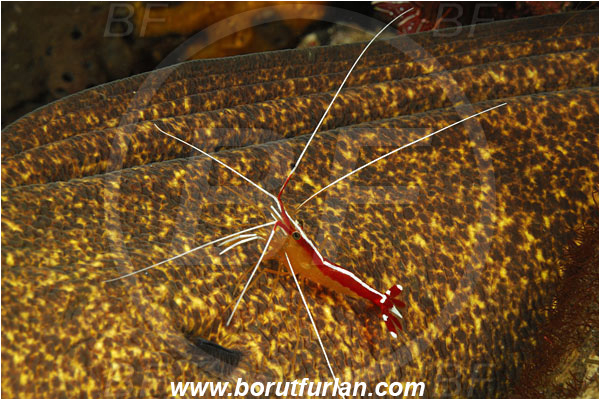 Tulamben, Bali, Indonesia, Gymnothorax flavimarginatus, Gymnothorax, Muraenidae, Yellowmargin Moray, Yellow-edged Moray, Moray, Fish, Lysmata amboinensis, Lysmata, Lysmatidae, Decapoda, Scarlet Skunk Cleaner Shrimp, Skunk Cleaner Shrimp, Shrimp, Crustacea, Crustacean, Cleaning