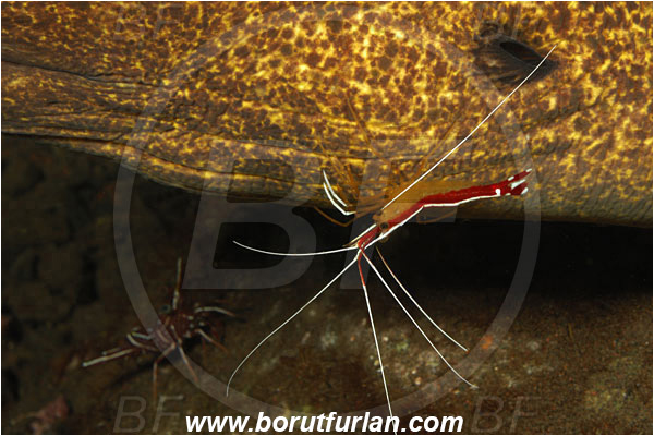 Tulamben, Bali, Indonesia, Gymnothorax flavimarginatus, Gymnothorax, Muraenidae, Yellowmargin Moray, Yellow-edged Moray, Moray, Fish, Lysmata amboinensis, Lysmata, Lysmatidae, Decapoda, Scarlet Skunk Cleaner Shrimp, Skunk Cleaner Shrimp, Shrimp, Crustacea, Crustacean, Cleaning