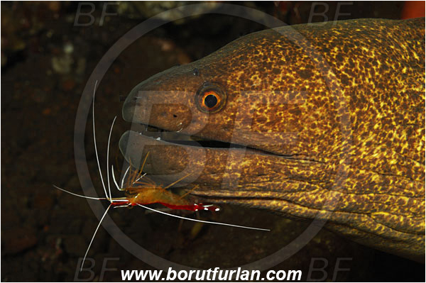 Tulamben, Bali, Indonesia, Gymnothorax flavimarginatus, Gymnothorax, Muraenidae, Yellowmargin Moray, Yellow-edged Moray, Moray, Fish, Portrait, Lysmata amboinensis, Lysmata, Lysmatidae, Decapoda, Scarlet Skunk Cleaner Shrimp, Skunk Cleaner Shrimp, Shrimp, Crustacea, Crustacean, Cleaning