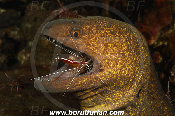 Tulamben, Bali, Indonesia, Gymnothorax flavimarginatus, Gymnothorax, Muraenidae, Yellowmargin Moray, Yellow-edged Moray, Moray, Fish, Portrait, Lysmata amboinensis, Lysmata, Lysmatidae, Decapoda, Scarlet Skunk Cleaner Shrimp, Skunk Cleaner Shrimp, Shrimp, Crustacea, Crustacean, Cleaning