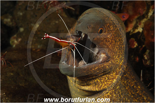 Tulamben, Bali, Indonesia, Gymnothorax flavimarginatus, Gymnothorax, Muraenidae, Yellowmargin Moray, Yellow-edged Moray, Moray, Fish, Portrait, Lysmata amboinensis, Lysmata, Lysmatidae, Decapoda, Scarlet Skunk Cleaner Shrimp, Skunk Cleaner Shrimp, Shrimp, Crustacea, Crustacean, Cleaning