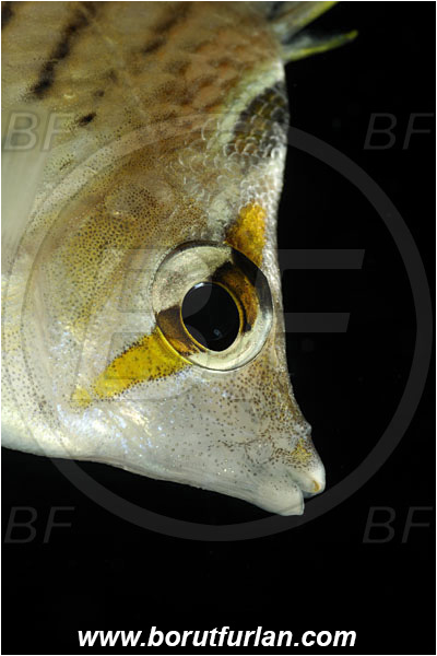 Marsa Shagra, Marsa Alam, Egypt, Red sea, Chaetodon paucifasciatus, Chaetodon, Chaetodontidae, Eritrean butterflyfish, Butterflyfish, Fish, Portrait