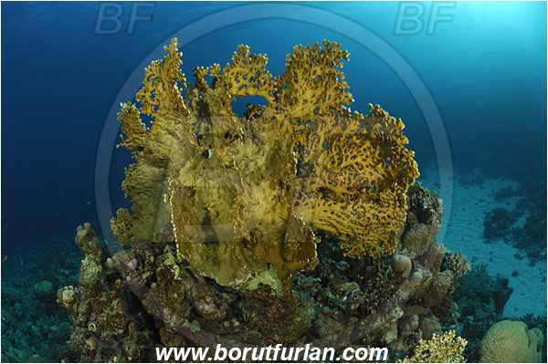 Marsa Shagra, Marsa Alam, Egypt, Red sea, Millepora dichotoma, Millepora, Milleporidae, Hydrozoa, Cnidaria, Cnidarian, Net fire coral, Fire coral, Reef