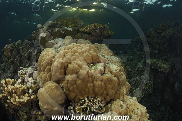 Marsa Shagra, Marsa Alam, Egypt, Red sea, Porites sp., Porites, Poritidae, Hard coral, Dome coral, Coral, Anthozoa, Cnidaria, Cnidarian, Reef