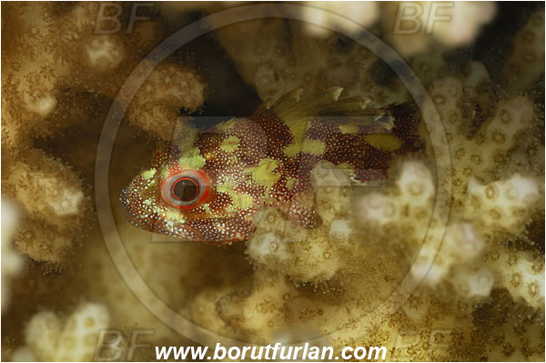 Marsa Shagra, Marsa Alam, Egypt, Red sea, Sebastapistes cyanostigma, Sebastapistes, Scorpaenidae, Yellowspotted Scorpionfish, Scorpionfish, Fish