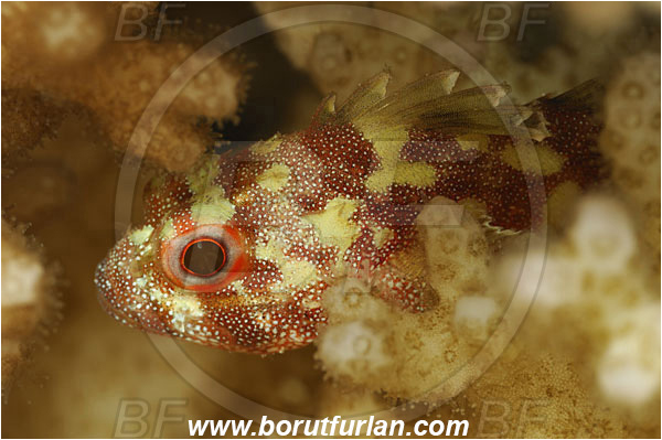 Marsa Shagra, Marsa Alam, Egypt, Red sea, Sebastapistes cyanostigma, Sebastapistes, Scorpaenidae, Yellowspotted Scorpionfish, Scorpionfish, Fish