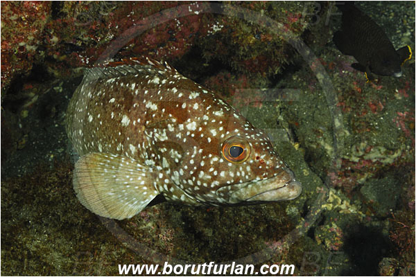 San Benedicto, Socorro, Mexico, Pacific ocean, Epinephelus labriformis, Epinephelus, Serranidae, Starry Grouper, Grouper, Fish