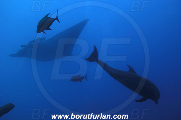 San Benedicto, Socorro, Mexico, Pacific ocean, Mobula birostris, Mobula, Myliobatidae, Elasmobranchii, Giant Manta, Manta, Fish, Tursiops truncatus, Tursiops, Delphinidae, Mammalia, Mammalian, Bottlenose Dolphin, Dolphin