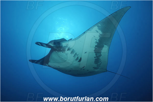 San Benedicto, Socorro, Mexico, Pacific ocean, Mobula birostris, Mobula, Myliobatidae, Elasmobranchii, Giant Manta, Manta, Fish