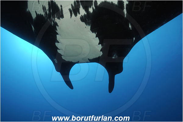 San Benedicto, Socorro, Mexico, Pacific ocean, Mobula birostris, Mobula, Myliobatidae, Elasmobranchii, Giant Manta, Manta, Fish