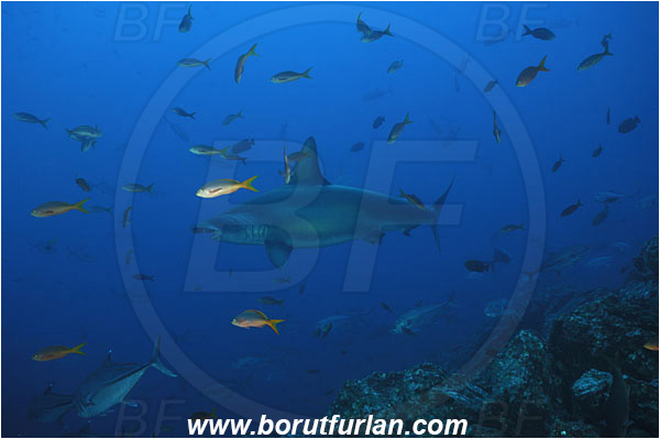 San Benedicto, Socorro, Mexico, Pacific ocean, Sphyrna lewini, Sphyrna, Sphyrnidae, Elasmobranchii, Scalloped Hammerhead, Hammerhead, Fish