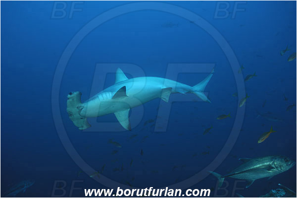 San Benedicto, Socorro, Mexico, Pacific ocean, Sphyrna lewini, Sphyrna, Sphyrnidae, Elasmobranchii, Scalloped Hammerhead, Hammerhead, Fish, Caranx sexfasciatus, Caranx, Carangidae, Bigeye trevally, Trevally