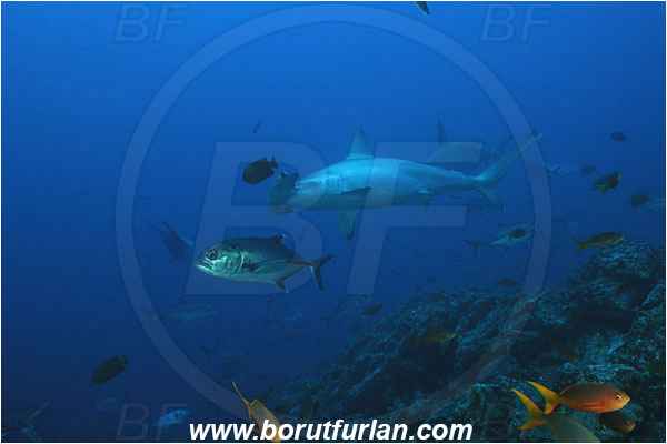 San Benedicto, Socorro, Mexico, Pacific ocean, Sphyrna lewini, Sphyrna, Sphyrnidae, Elasmobranchii, Scalloped Hammerhead, Hammerhead, Fish, Caranx sexfasciatus, Caranx, Carangidae, Bigeye trevally, Trevally