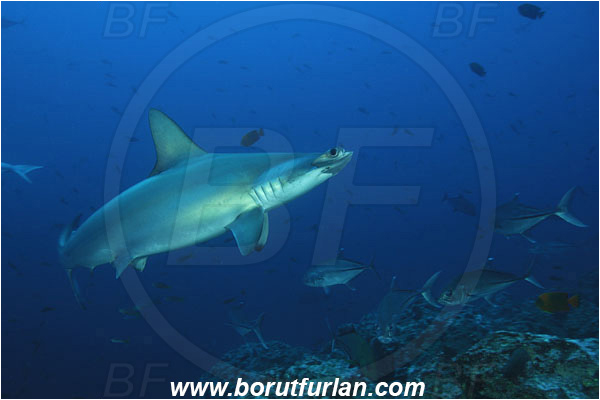 San Benedicto, Socorro, Mexico, Pacific ocean, Sphyrna lewini, Sphyrna, Sphyrnidae, Elasmobranchii, Scalloped Hammerhead, Hammerhead, Fish, Caranx sexfasciatus, Caranx, Carangidae, Bigeye trevally, Trevally