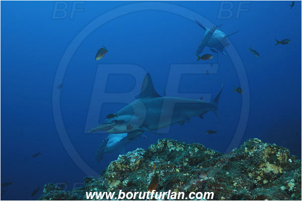 San Benedicto, Socorro, Mexico, Pacific ocean, Sphyrna lewini, Sphyrna, Sphyrnidae, Elasmobranchii, Scalloped Hammerhead, Hammerhead, Fish