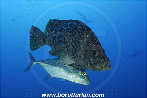 San Benedicto, Socorro, Mexico, Pacific ocean, Dermatolepis dermatolepis, Dermatolepis, Serranidae, Leather bass, Grouper, Fish, Caranx melampygus, Caranx, Carangidae, Bluefin trevally, Trevally