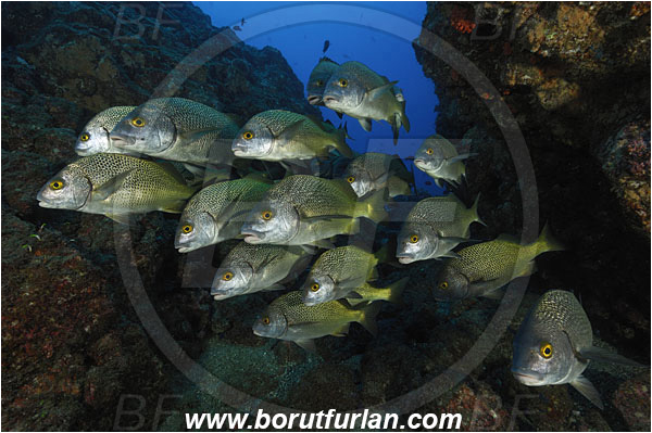 San Benedicto, Socorro, Mexico, Pacific ocean, Anisotremus interruptus, Anisotremus, Haemulidae, Burito grunt, Grunt, Fish, Fish school, Reef