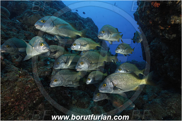 San Benedicto, Socorro, Mexico, Pacific ocean, Anisotremus interruptus, Anisotremus, Haemulidae, Burito grunt, Grunt, Fish, Fish school, Reef