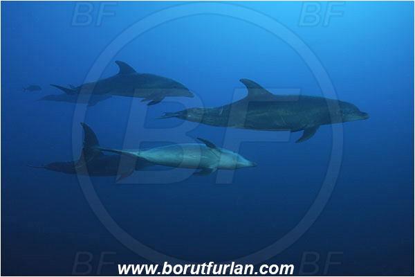 Socorro, Mexico, Pacific ocean, Tursiops truncatus, Tursiops, Delphinidae, Mammalia, Mammalian, Bottlenose Dolphin, Dolphin
