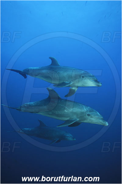 Socorro, Mexico, Pacific ocean, Tursiops truncatus, Tursiops, Delphinidae, Mammalia, Mammalian, Bottlenose Dolphin, Dolphin