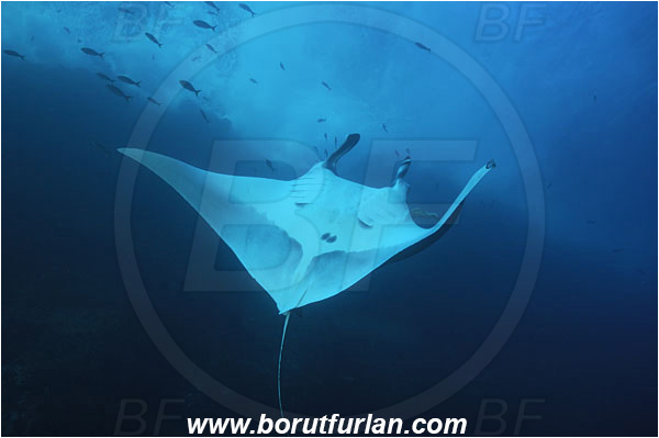 Socorro, Mexico, Pacific ocean, Mobula birostris, Mobula, Myliobatidae, Elasmobranchii, Giant Manta, Manta, Fish