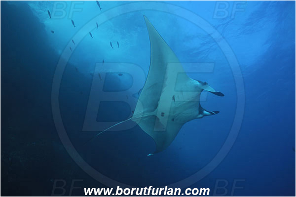 Socorro, Mexico, Pacific ocean, Mobula birostris, Mobula, Myliobatidae, Elasmobranchii, Giant Manta, Manta, Fish