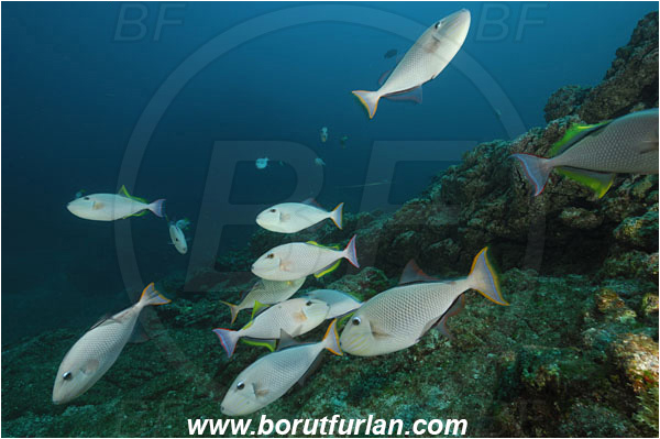 Socorro, Mexico, Pacific ocean, Xanthichthys mento, Xanthichthys, Balistidae, Crosshatch Triggerfish, Redtail triggerfish, Triggerfish, Fish, Fish school, Reef