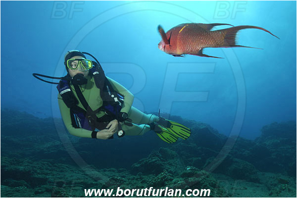 Socorro, Mexico, Pacific ocean, Bodianus diplotaenia, Bodianus, Labridae, Mexican hogfish - male, Hogfish, Fish, Diver