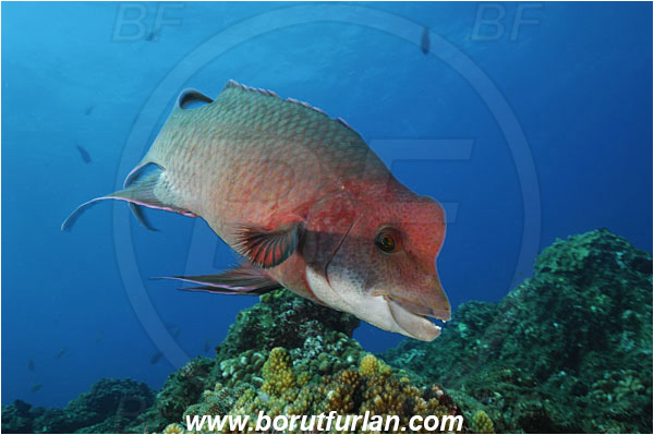 Socorro, Mexico, Pacific ocean, Bodianus diplotaenia, Bodianus, Labridae, Mexican hogfish - male, Hogfish, Fish