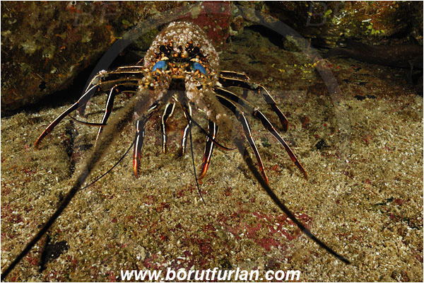 Socorro, Mexico, Pacific ocean, Panulirus penicillatus, Panulirus, Palinuridae, Decapoda, Crustacea, Crustacean, Pronghorn spiny lobster, Spiny lobster, Lobster