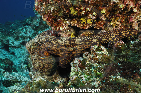 Socorro, Mexico, Pacific ocean, Reef, Octopus oculifer, Octopus, Octopodidae, Cephalopoda, Mollusca, Mollusc, Galapagos octopus
