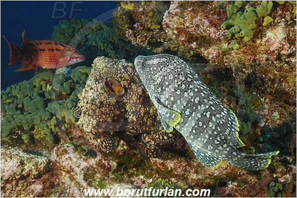Socorro, Mexico, Pacific ocean, Dermatolepis dermatolepis, Dermatolepis, Serranidae, Leather bass, Grouper, Fish, Reef, Octopus oculifer, Octopus, Octopodidae, Cephalopoda, Mollusca, Mollusc, Galapagos octopus