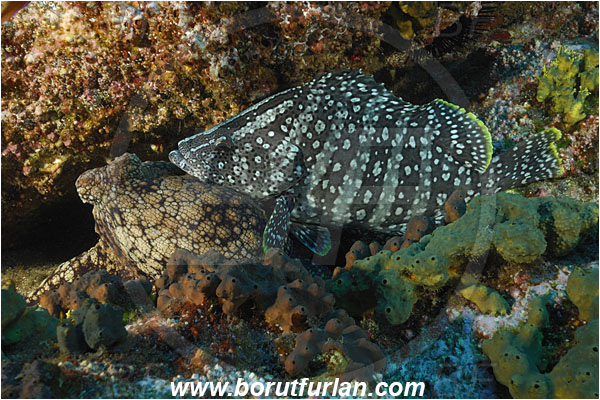 Socorro, Mexico, Pacific ocean, Dermatolepis dermatolepis, Dermatolepis, Serranidae, Leather bass, Grouper, Fish, Reef, Octopus oculifer, Octopus, Octopodidae, Cephalopoda, Mollusca, Mollusc, Galapagos octopus