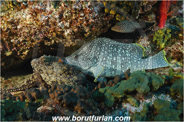 Socorro, Mexico, Pacific ocean, Dermatolepis dermatolepis, Dermatolepis, Serranidae, Leather bass, Grouper, Fish, Reef, Octopus oculifer, Octopus, Octopodidae, Cephalopoda, Mollusca, Mollusc, Galapagos octopus
