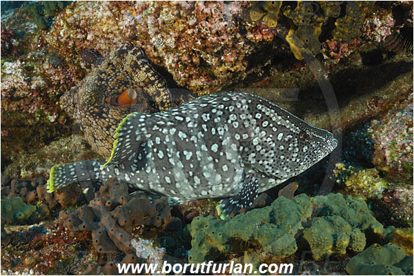 Socorro, Mexico, Pacific ocean, Dermatolepis dermatolepis, Dermatolepis, Serranidae, Leather bass, Grouper, Fish, Reef, Octopus oculifer, Octopus, Octopodidae, Cephalopoda, Mollusca, Mollusc, Galapagos octopus