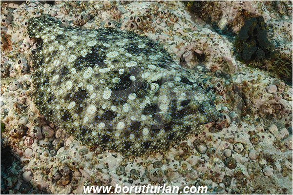 Socorro, Mexico, Pacific ocean, Bothus mancus, Bothus, Bothidae, Peacock flounder, Flowery flounder, Flounder, Fish