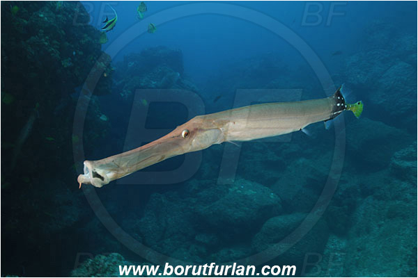 Socorro, Mexico, Pacific ocean, Aulostomus chinensis, Aulostomus, Aulostomidae, Chinese trumpetfish, Trumpetfish, Fish, Reef