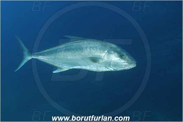Socorro, Mexico, Pacific ocean, Seriola dumerili, Seriola, Carangidae, Greater Amberjack, Amberjack, Jack, Fish