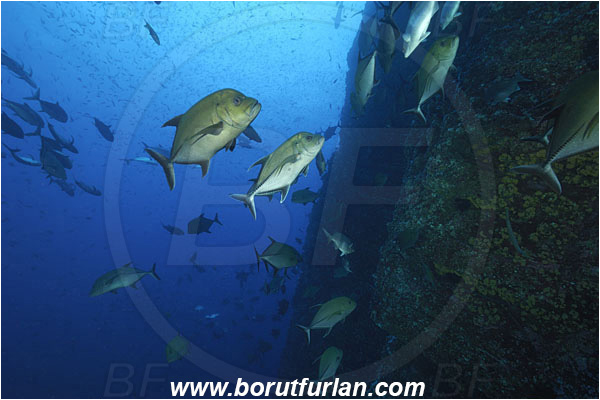 Roca Partida, Socorro, Mexico, Pacific ocean, Caranx lugubris, Caranx, Carangidae, Black Trevally, Black Jack, Trevally, Jack, Fish, Reef, Wall, Fish school
