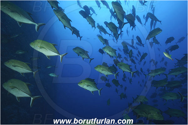 Roca Partida, Socorro, Mexico, Pacific ocean, Caranx lugubris, Caranx, Carangidae, Black Trevally, Black Jack, Trevally, Jack, Fish, Reef, Wall, Fish school