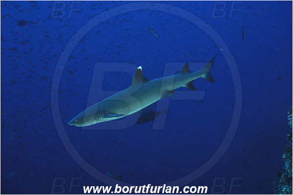 Roca Partida, Socorro, Mexico, Pacific ocean, Triaenodon obesus, Triaenodon, Carcharhinidae, Elasmobranchii, Whitetip reef shark, Shark, Fish