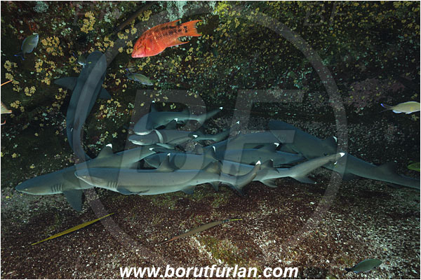 Roca Partida, Socorro, Mexico, Pacific ocean, Triaenodon obesus, Triaenodon, Carcharhinidae, Elasmobranchii, Whitetip reef shark, Shark, Fish, Reef