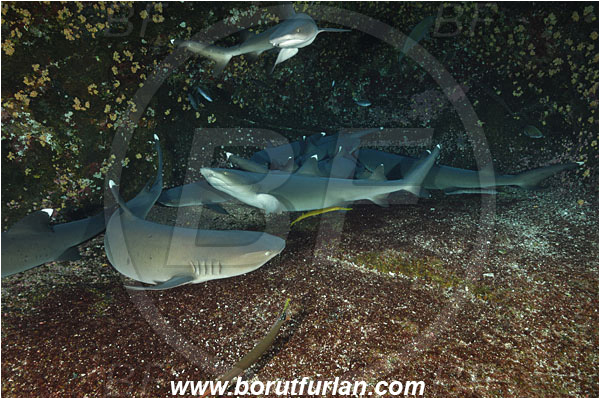 Roca Partida, Socorro, Mexico, Pacific ocean, Triaenodon obesus, Triaenodon, Carcharhinidae, Elasmobranchii, Whitetip reef shark, Shark, Fish, Reef