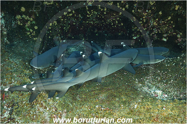 Roca Partida, Socorro, Mexico, Pacific ocean, Triaenodon obesus, Triaenodon, Carcharhinidae, Elasmobranchii, Whitetip reef shark, Shark, Fish, Reef