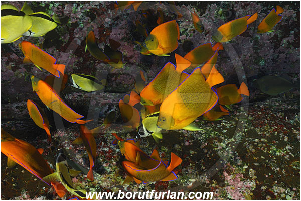 Roca Partida, Socorro, Mexico, Pacific ocean, Holocanthus clarionensis, Holacanthus, Pomacanthidae, Clarion angelfish, Angelfish, Fish, Fish school