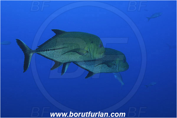 Roca Partida, Socorro, Mexico, Pacific ocean, Caranx lugubris, Caranx, Carangidae, Black Trevally, Black Jack, Trevally, Jack, Fish