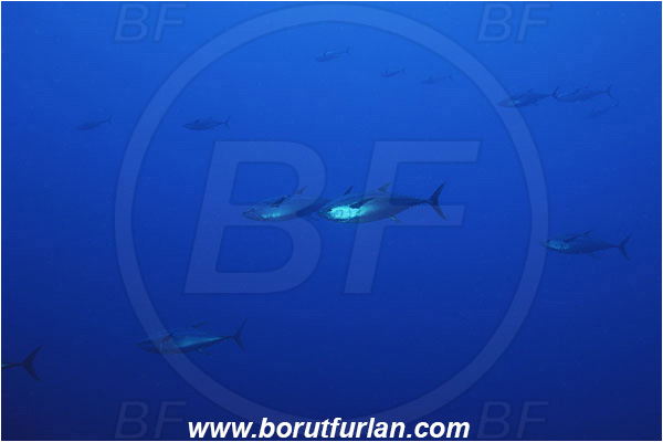 Roca Partida, Socorro, Mexico, Pacific ocean, Thunnus obesus, Thunnus, Scombridae, Bigeye Tuna, Tuna, Fish, Fish school