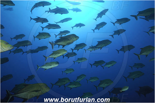 Roca Partida, Socorro, Mexico, Pacific ocean, Caranx lugubris, Caranx, Carangidae, Black Trevally, Black Jack, Trevally, Jack, Fish, Fish school