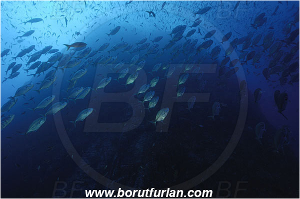 Roca Partida, Socorro, Mexico, Pacific ocean, Caranx caballus, Caranx, Carangidae, Green Trevally, Green Jack, Trevally, Jack, Fish, Reef, Wall, Fish school